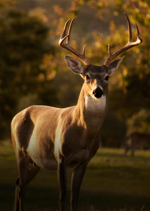 Hunting + Recreation Land